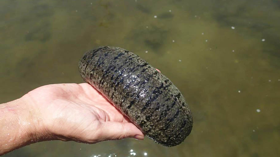 Hand holding sea cucumber