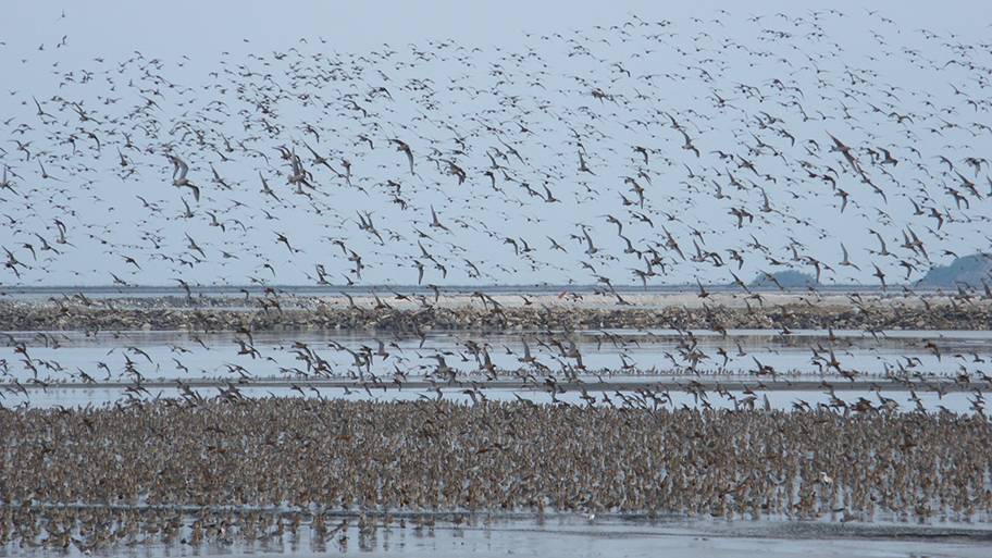 Hundreds of birds standing in an estuary with some birds flying in the sky. There are mud banks in the background. 