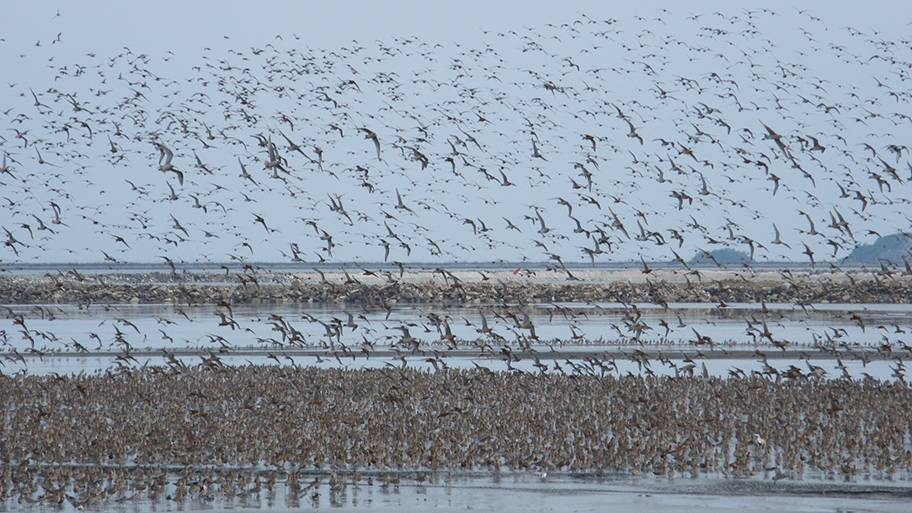 Hundreds of birds standing in an estuary with some birds flying in the sky. There are mud banks in the background.