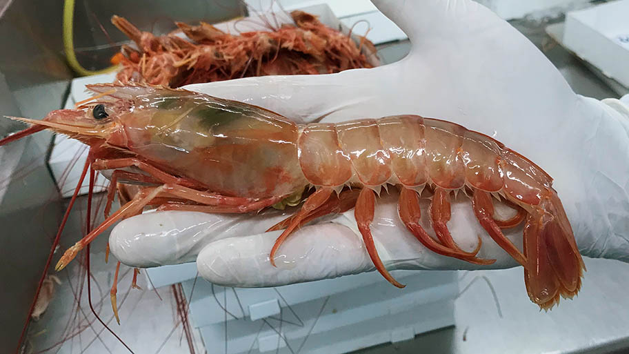 Large shrimp held on white gloved hand