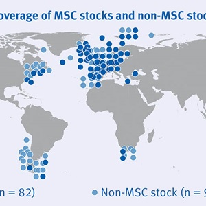 Fish stocks more abundant when targeted by fisheries certified as sustainable