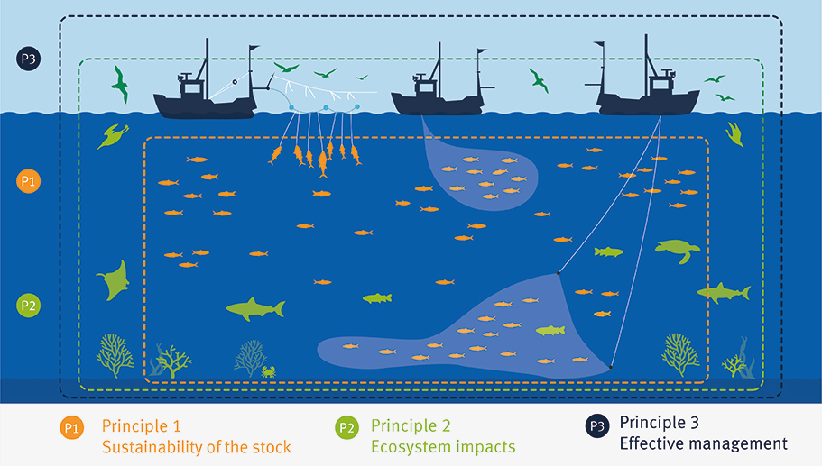 Graphic showing 3 principles of the MSC Fisheries Standard