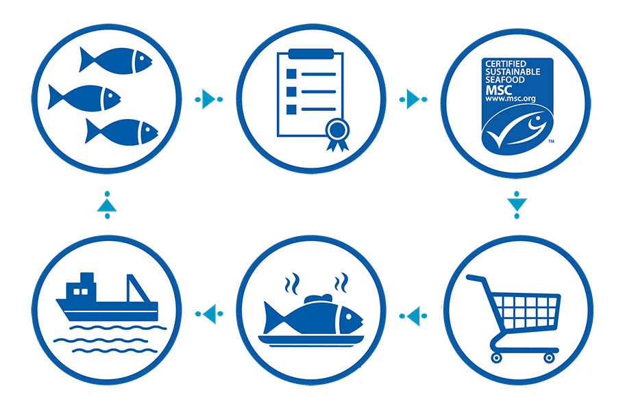 Infographic showing cycle of sustainable seafood market, from fishers to consumers