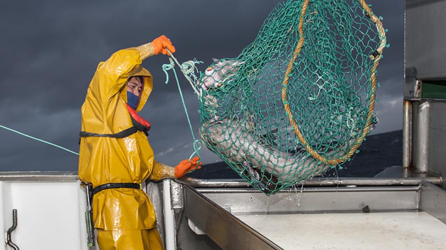 Fisherman in yellow overalls with net in the air holding freshly caught toothfish