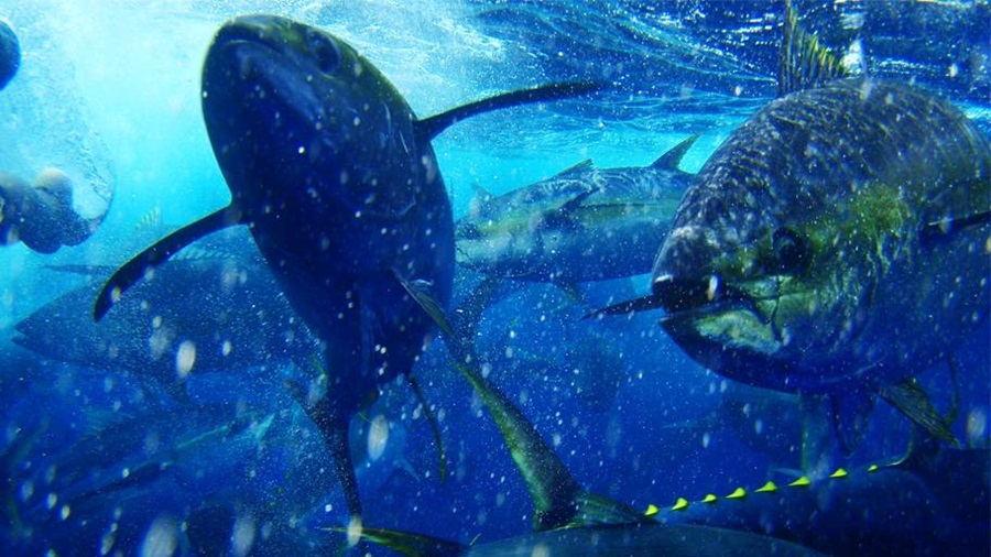 Tuna swimming underwater, Pacific Alliance for Sustainable Tuna (PAST)