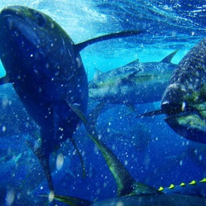 MSC Sustainable Tuna Yearbook 2024