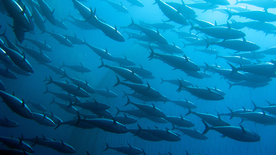 A shoal of swimming tuna from underneath with light streaming down from above