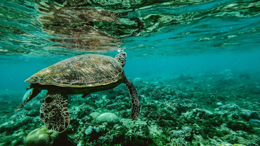 Turtle swimming underwater