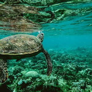 MSC Biodiversity Report