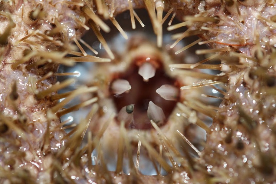 Sea urchin