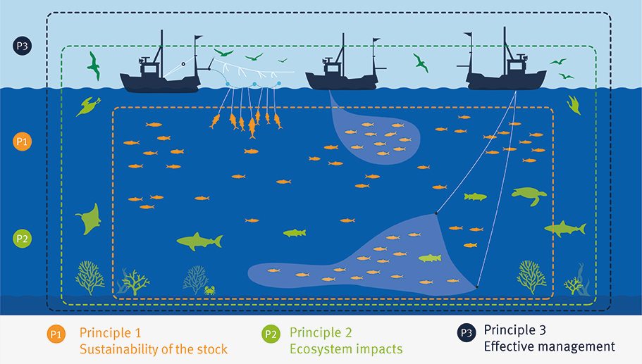 3 principles of MSC fishery standard