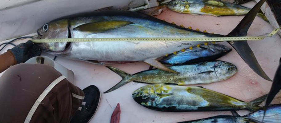 Tuna being measured with tape measure on floor of boat 