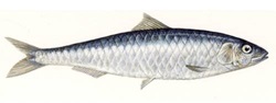 Zesty tinned fish