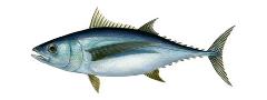 Albacore tuna