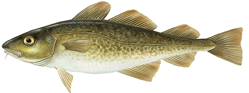 Atlantic cod illustration