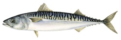 Piccata de caballa 