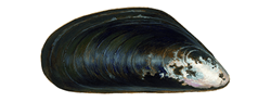 Scottish Mussels with Cider, Leek and Bacon