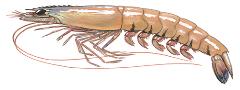 Prawn Prawn