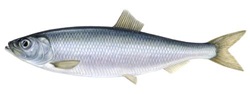 Lentil salad with tinned herring
