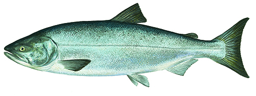 Chum salmon