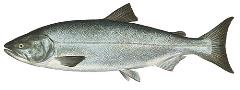 Chum salmon