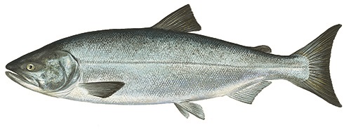 Salmon tartare