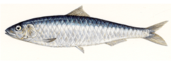 Sardines in masala