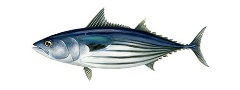 Skipjack tuna