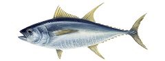 Yellowfin tuna