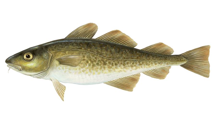 Illustration of Gadus Morhua (Atlantic Cod)