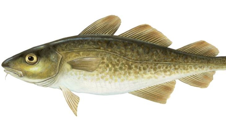 Illustration of Gadus Morhua (Atlantic Cod)
