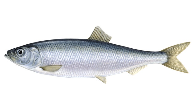 Sustainable Fish to Eat  Marine Stewardship Council