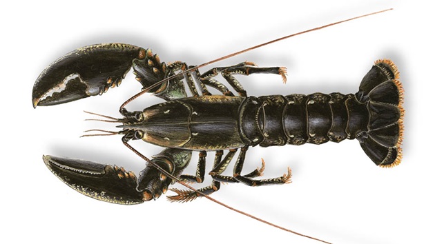 Illustration of Homarus gammarus (European Lobster) 