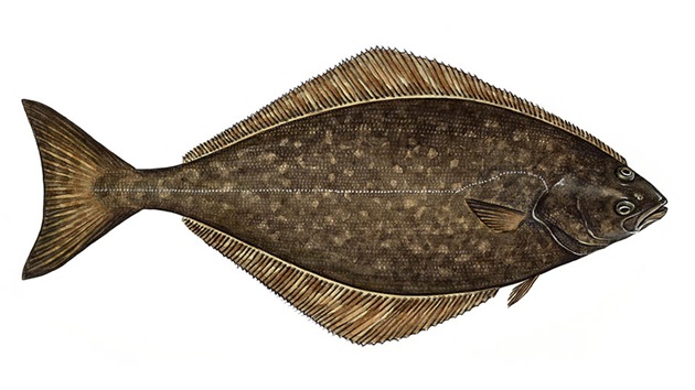 Illustration of a Gadus Hippoglossus Stenolepis, Pacific Halibut