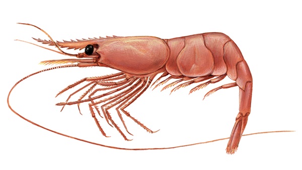 PRAWN_SH PRAWN_SH