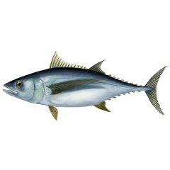 Albacore tuna