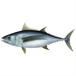 Albacore tuna illustration