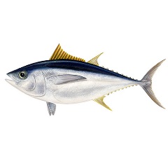 Bigeye tuna illustration