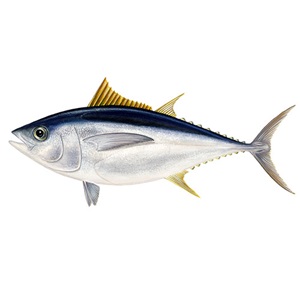 Fish to eat: Tuna