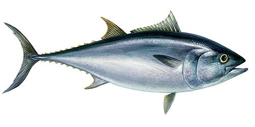 Atlantic Bluefin tuna illustration