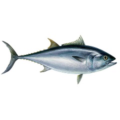 Atlantic Bluefin tuna illustration