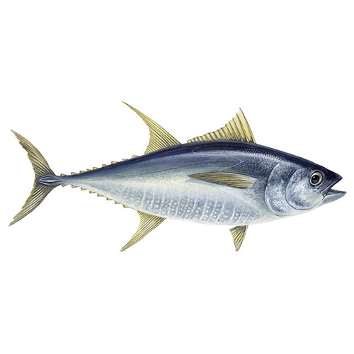 Fish to eat: Tuna