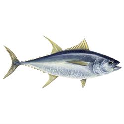 Yellowfin tuna fish illustration