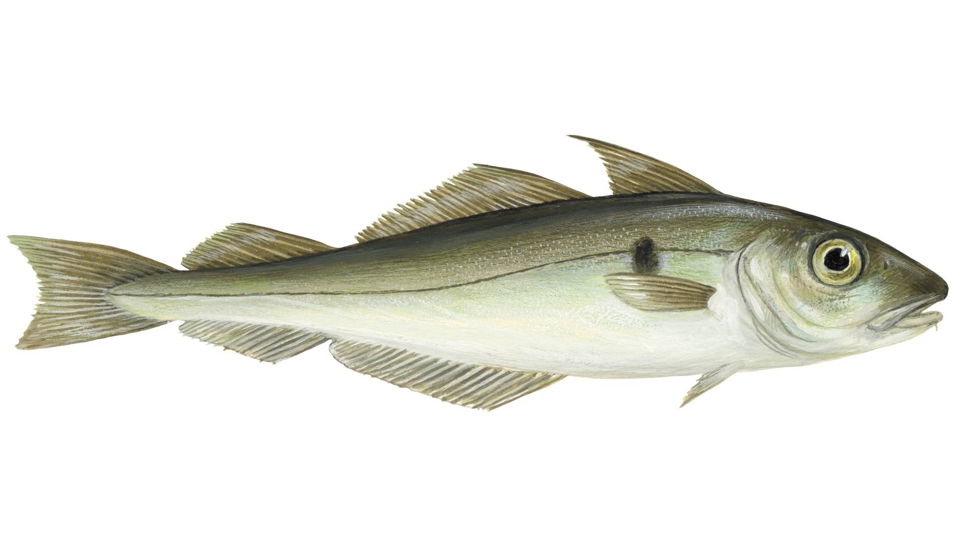 What is haddock, Sustainable fish