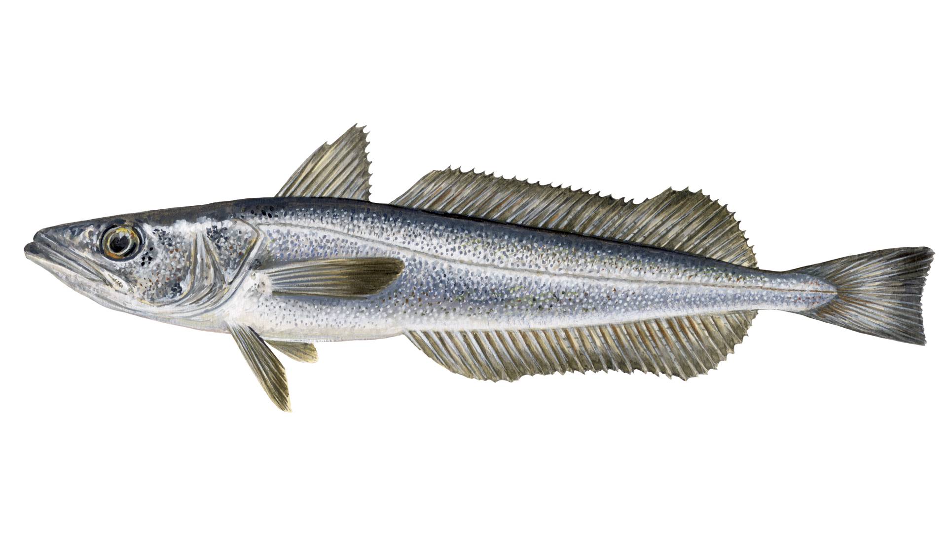 What is hake, Sustainable fish