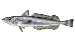 Dill and chilli hake with spekboom