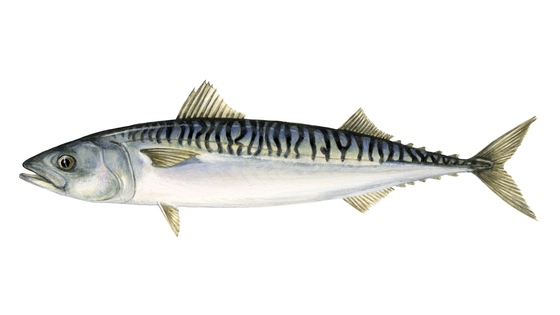 What is mackerel| Sustainable fish | Marine Stewardship Council