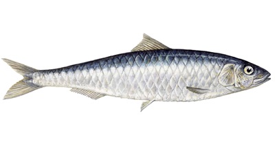 Sardine Illustration of Sardina pilchardu, European pilchard/sardine