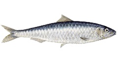 Illustration of Sardina pilchardu, European pilchard/sardine