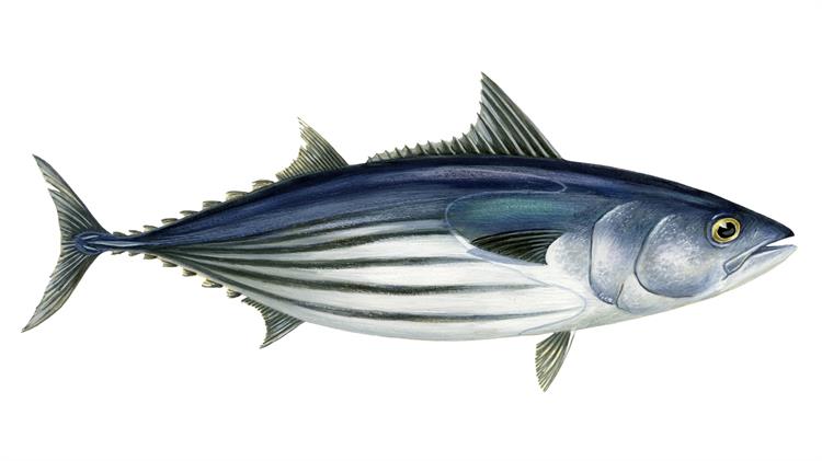 Illustration of Katsuwonus Pelamis - skipjack tuna